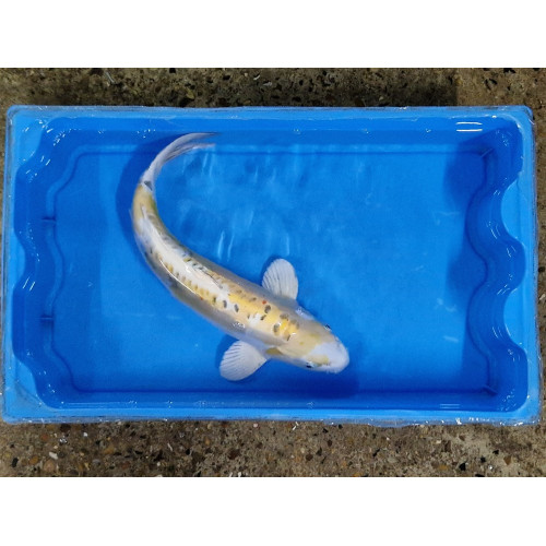 Carpe koi 35/40cm: n°44