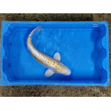 Carpe koi 35/40cm: n°44