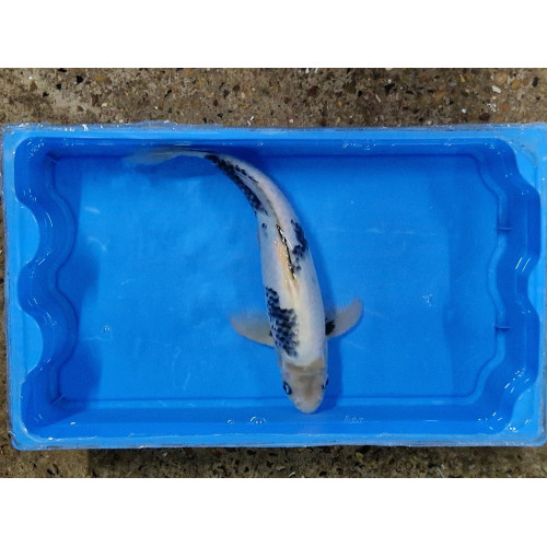 Carpe koi 35/40cm: n°45