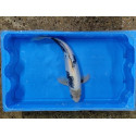 Carpe koi 35/40cm: n°45