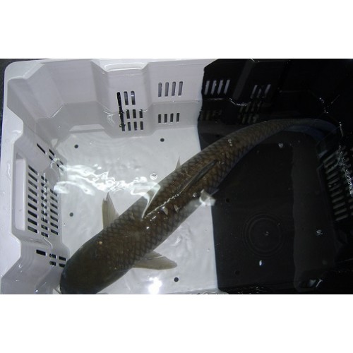 VENTE FLASH: Carpe amour 30/35cm (lot de 6): 220 euros au lieu de 297 euros
