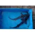 VENTE FLASH: Esturgeon Baeri 40/50cm (lot de 2): 85 euros au lieu de 109.50 euros