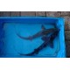 Baeri 40/50cm (lot de 2)