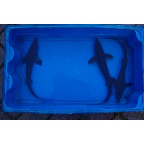 Esturgeon baeri 30/35cm (lot de 2)