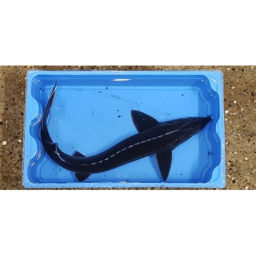VENTE FLASH: Esturgeon sterlet 30/35cm (lot de 4): 127.50 euros au lieu de 160 euros