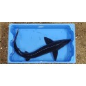 VENTE FLASH: Esturgeon sterlet 30/35cm (lot de 4): 127.50 euros au lieu de 160 euros