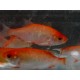 Rotengle rouge 10/12cm