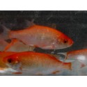VENTE FLASH: Rotengle rouge 10/12cm (lot de 20): 75 euros au lieu de 106.50 euros