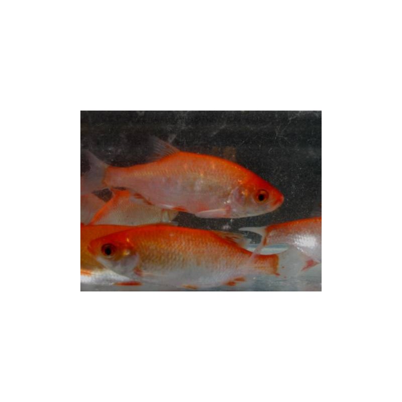 Rotengle rouge 10/12cm