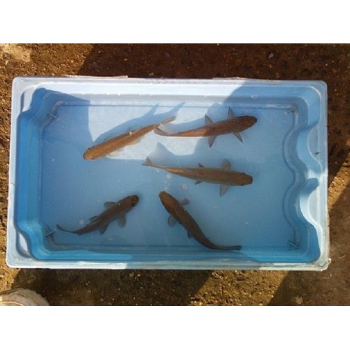 VENTE FLASH: Tanche verte 15/18cm (lot de 10): 86.50 euros au lieu de 114.95 euros