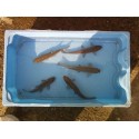 VENTE FLASH: Tanche verte 15/18cm (lot de 20): 157.50 euros au lieu de 197.50 euros