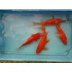 Comète rouge 12/15cm