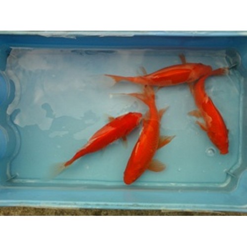 VENTE FLASH: Comète rouge 10/12cm (lot de 20): 85 euros au lieu de 105 euros