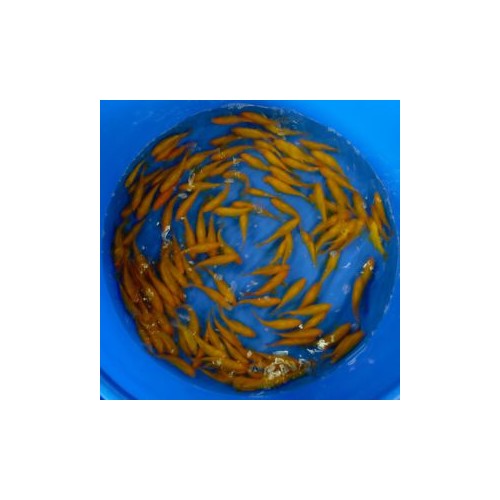VENTE FLASH: Comète jaune 10/12cm (lot de 20): 100 euros au lieu de 132 euros
