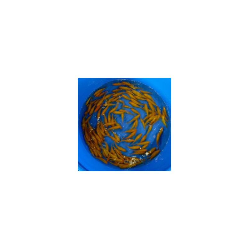 Comète jaune 12/15cm