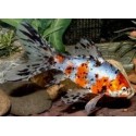 VENTE FLASH: Shubunkin 10/12cm (lot de 20): 90 euros au lieu de 132 euros