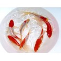 VENTE FLASH: Sarassa 10/12cm (lot de 10): 70 euros au lieu de 86 euros