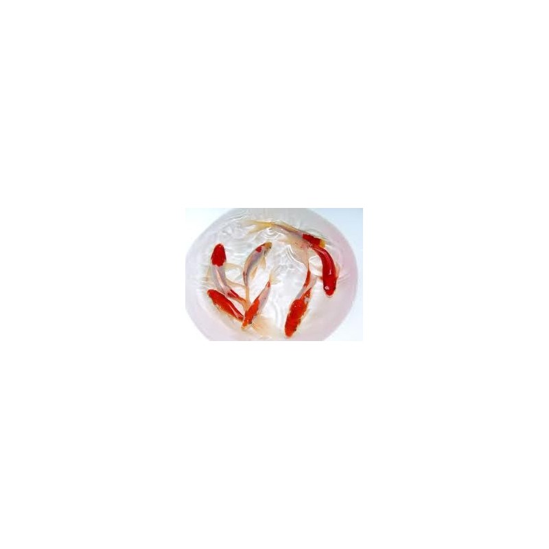 Sarassa 7/10cm (lot de 25)