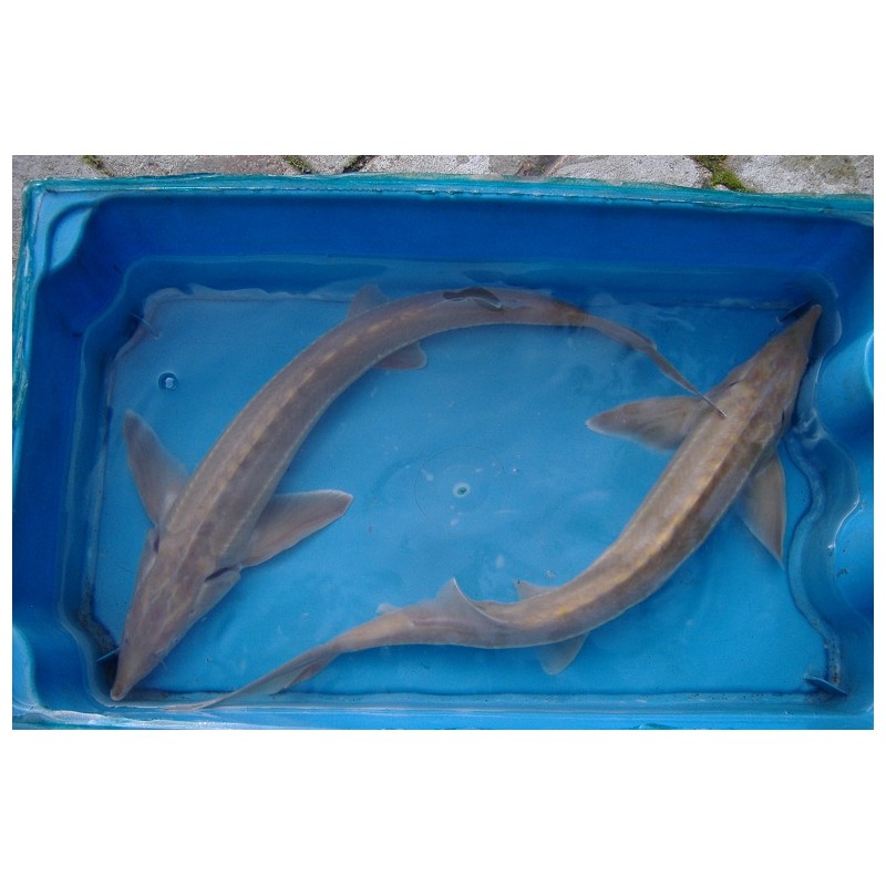 Esturgeon sterlet albinos 50/60cm