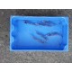 Ide mélanote bleue 10/12cm (lot de 20)