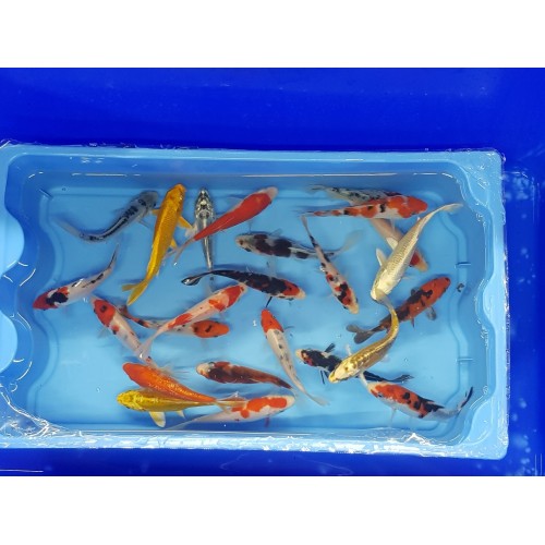 VENTE FLASH: Carpe koi 12/14cm (lot de 10): 120 euros au lieu de 150 euros