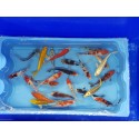 VENTE FLASH: Carpe koi 12/14cm (lot de 10): 120 euros au lieu de 150 euros