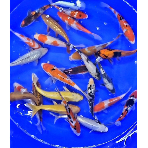 Carpe koi  18/21cm (lot de 10)