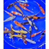 VENTE FLASH: Carpe koi 23/30cm : 79.95 euros au lieu de 98.50 euros