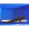 VENTE FLASH: Esturgeon stellatus ou sevruga 70/80cm (nageoires abîmées ou atrophiées): 175 euros au lieu de 295 euros