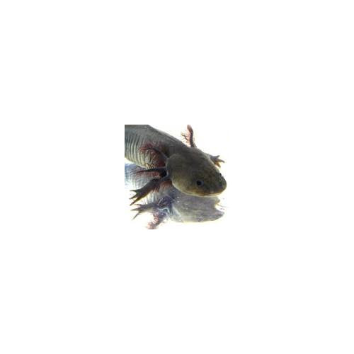 VENTE FLASH: axolotl 25/30cm (couleur noire): 50 euros