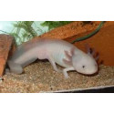 VENTE FLASH: axolotl 22/30cm (couleur blanc): 50 euros