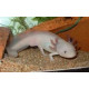 VENTE FLASH: axolotl 22/30cm (couleur blanc): 50 euros