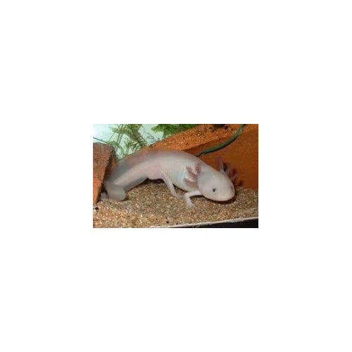 VENTE FLASH: axolotl 22/30cm (couleur blanc): 50 euros