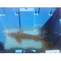 VENTE FLASH: Esturgeon baeri 80/90cm: 275 euros au lieu de 370 euros