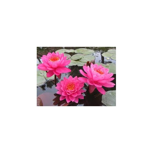 VENTE FLASH: Nénuphar celebration: 20 euros au lieu de 35 euros