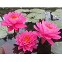 VENTE FLASH: Nénuphar celebration: 20 euros au lieu de 35 euros