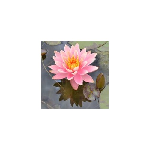VENTE FLASH: Nénuphar colorado: 20 euros au lieu de 35 euros