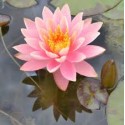 VENTE FLASH: Nénuphar colorado: 20 euros au lieu de 35 euros