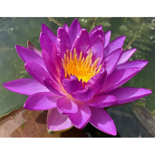 Nénuphar celebration