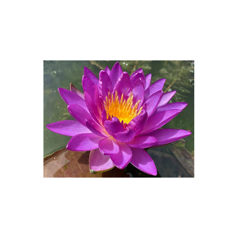 Nénuphar celebration