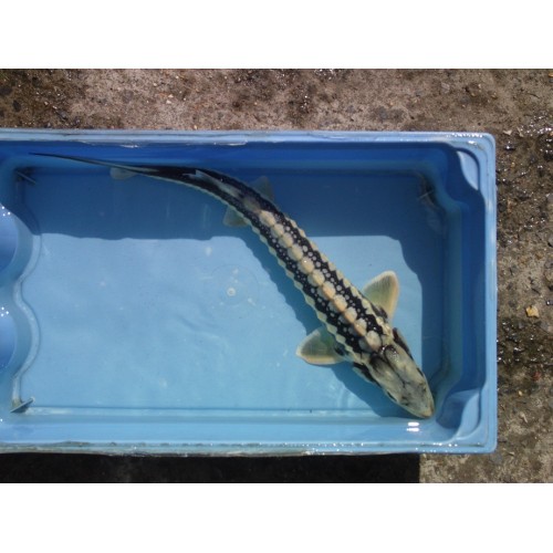 Diamant albinos 60/70cm