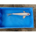 Carpe koi 35/40cm: koi doitsu : n°1