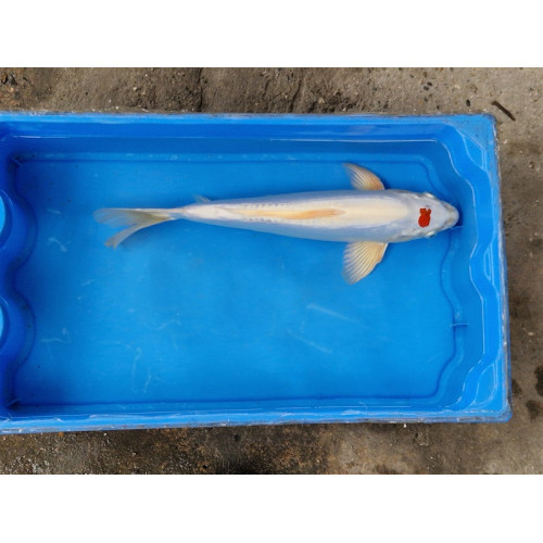 Carpe koi 35/40cm: n°1
