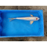 Carpe koi 35/40cm: koi doitsu : n°1