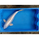 Carpe koi 35/40cm: n°2