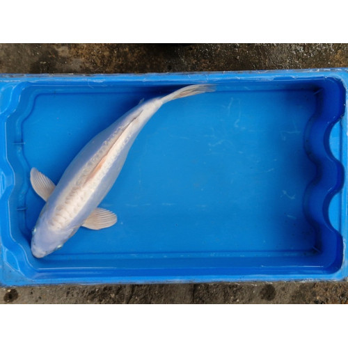 Carpe koi 35/40cm: n°2