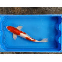 Carpe koi 35/40cm: kujaku: n°3