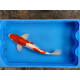 Carpe koi 35/40cm: kujaku: n°3