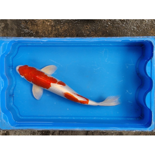 Carpe koi 35/40cm: n°3