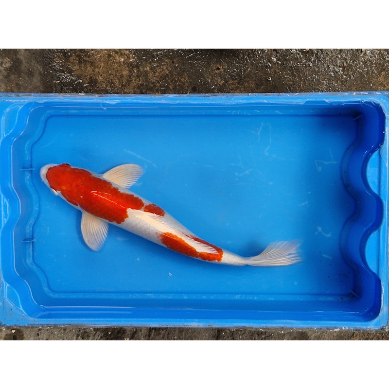 Carpe koi 35/40cm: n°3